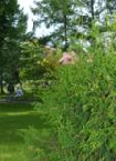 Silvy50 aus Bassenheim